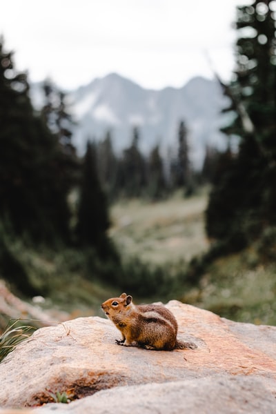 白天在棕色岩石上的棕色松鼠